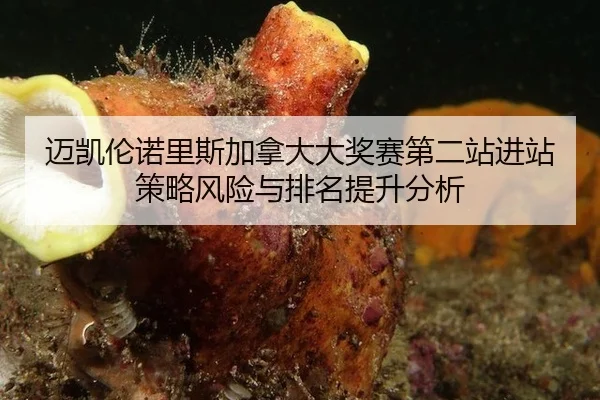 迈凯伦诺里斯加拿大大奖赛第二站进站策略风险与排名提升分析 | WorldCupChina